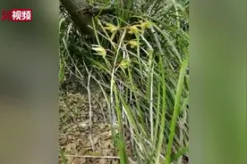 秦岭国家植物园发现中国最北端野生蕙兰种群视频封面
