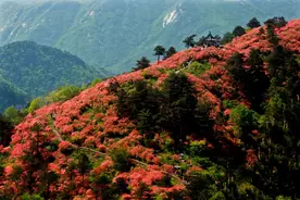 最美四月天，湖北看杜鹃图片