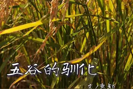 五谷是什么？图片