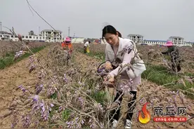 葛花盛开带动经济收入图片