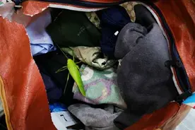 勐腊海关在入境旅客携带物中截获活体昆虫巨拟叶螽图片