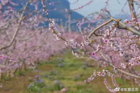 四月芳菲，平谷桃花“云”欣赏图片