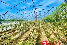 回乡创业的追梦者 带领家乡人共同致富的领头人图片