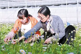 灯盏花开 的时节——记云南省“巾帼建功标兵”王美玲图片