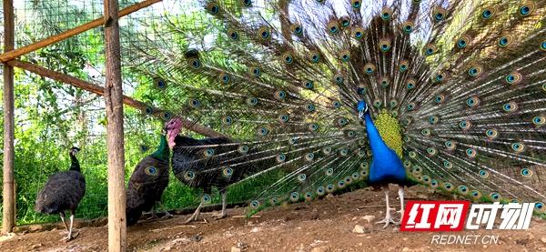 邵阳市双清区：“智多星”传递脱贫攻坚“接力棒”