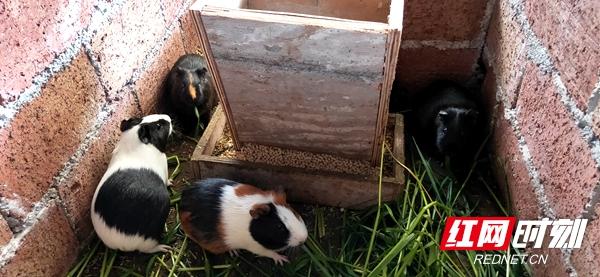 邵阳市双清区：“智多星”传递脱贫攻坚“接力棒”