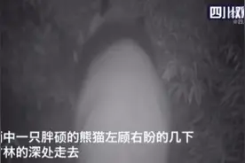 全国统一带娃模式！都江堰首次拍到野生大熊猫带娃遛弯视频封面