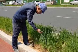 济南一处绿化带种小麦，市民：还能种大葱视频封面