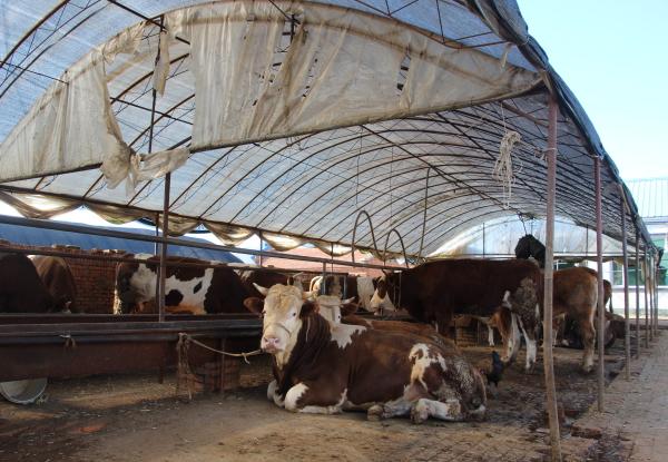 五棵树镇：玉米深加工奏响特色产业发展“交响曲”