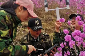 约吗？17日岫岩映山红进入盛花期图片
