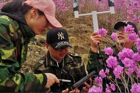 约吗？17日岫岩映山红进入盛花期图片
