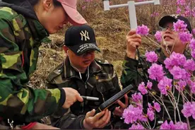 约吗？17日岫岩映山红进入盛花期图片