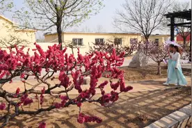 63秒丨东营垦利千亩桃花如期盛开 香瓜大棚结出第一茬硕果图片