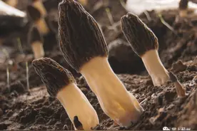 你知道咱大蓟州也有这美味吗？图片