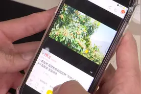 转危为机 电商助力枇杷销售视频封面