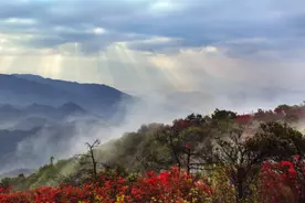 深藏在福建的几处万亩杜鹃花正值观赏期，是时候出发去看看啦～图片