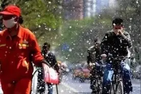 杨柳飞絮是怎样产生的？会传播新冠病毒吗？图片