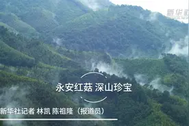 永安红菇 深山珍宝