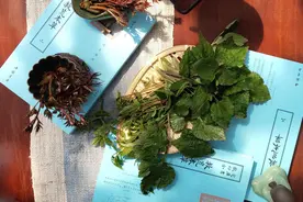 春天磐安的山里都是宝，美味又养生图片