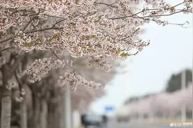 山东威海：网红樱花大道如童话世界图片