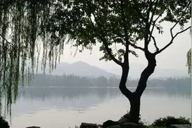 令人兴奋！不起眼的柳树，竟能对抗癌症？图片