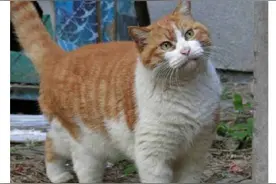 北大流浪猫社交关系复杂 北大定制小程序管理流浪猫图片