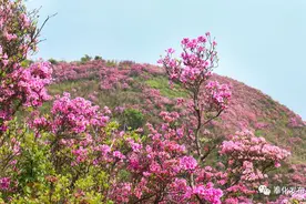 金峨杜鹃花文化旅游节本周末举行！交通管制看这里~图片