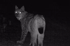 “狠角色”现身！四川甘孜拍到猞猁活动清晰影像图片