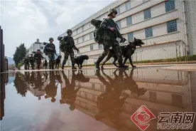丛林搜索、解救人质……武警云南总队机动第一支队警犬班上演“实战”大片图片