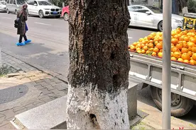 密集恐惧症慎入！成都一街道几十颗树爬满小黄虫，怎么回事？图片
