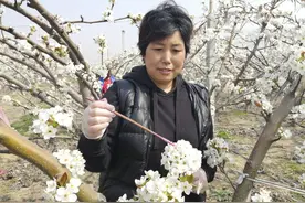 平度市水石埠村：千亩梨花飘香幸福村图片
