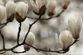 今日影像｜一个马拉松摄影师，带着镜头跑过春天图片