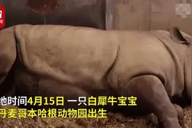 治愈！视频记录白犀牛产子全过程  新生妈妈与宝宝暖心互动图片