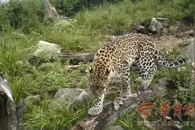 金钱豹出没！秦岭再次拍摄到野生金钱豹图片