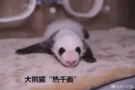 今年全球首对圈养大熊猫双胞胎取名热干面蛋烘糕图片