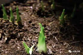 食在丹棱 | 它才是名副其实的春天主角，不吃这一口，枉费一整年！(内附食谱）图片