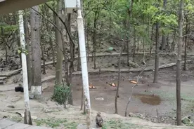 黔灵山猴子已过千！今后怎么办？图片