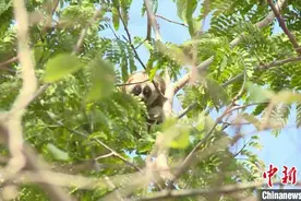 云南糯扎渡保护区首次近距离拍到国家一级保护动物蜂猴图片