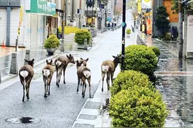 日本奈良繁华市区出现鹿比人多的景象图片