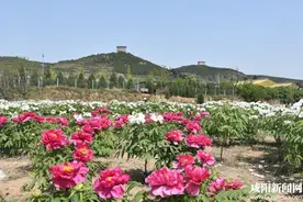 大唐牡丹园开园迎客图片