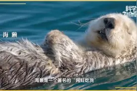 不看不知道，看了吓一跳——动物界的奇葩“吃货”图片