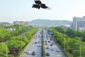 长沙最美花路：看看沿途美景，给心情加个油图片