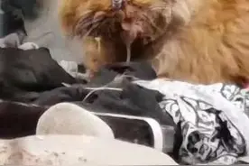 射伤流浪猫的人找到了！或曾在地下车库练镖，还有男子毒死小区多只宠物图片