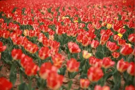 烟台这几处郁金香花海 美到沉醉图片