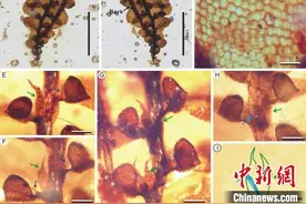 科研人员在缅甸琥珀中发现苔类植物新类群图片