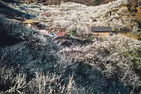 诗画寻芳│李花繁满枝图片