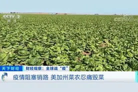 没有销路，美加州菜农自毁约10万箱生菜！一天损失177万元……图片