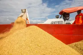 多国限制出口引发担忧 G20打响全球粮食保卫战图片