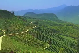 【“壮族三月三”的非遗记忆】横县南山白毛茶与茉莉花茶图片