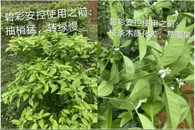 四月，柑橘保果稳果就用它！保花保果，分果快，膨果润色品质佳图片